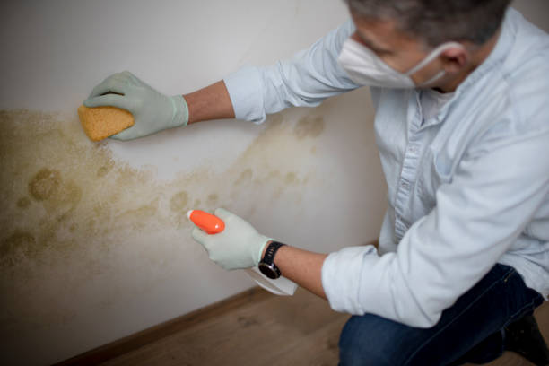 Professional Mold Remediation in Palmer Lake, CO